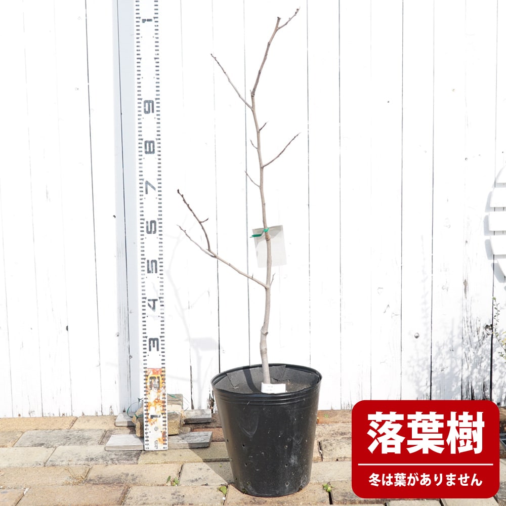 ポポー ピーターソンポポー アレグヘニーの通販 おすすめ 苗木部 By 花