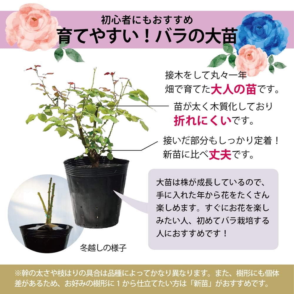000000077557-05.jpg?size=l&w=