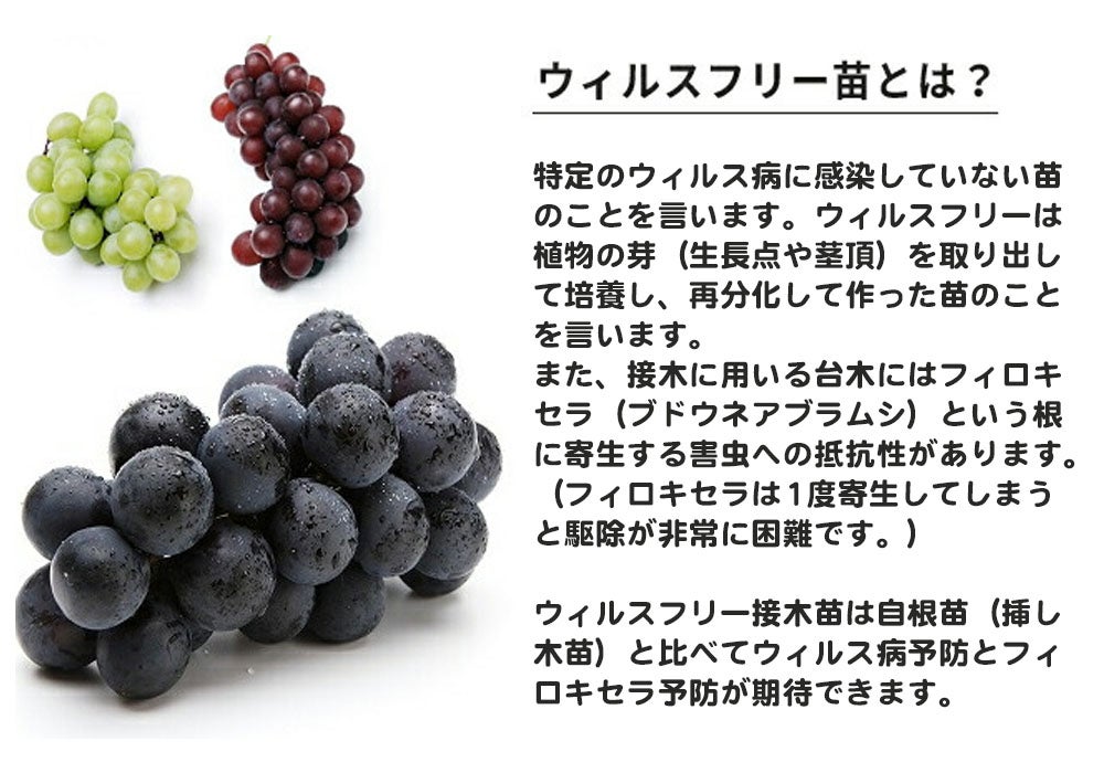 000000093210-05.jpg?size=l&w=