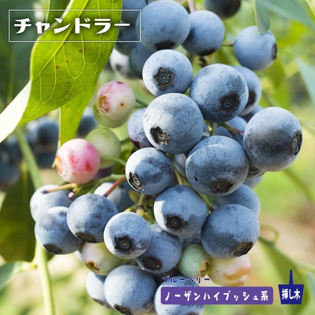 000000004111-01.jpg?size=l&w=