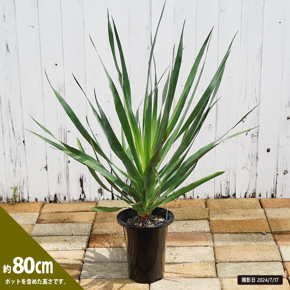 超大型！ ドラセナ ドラコ Dracaena draco 【直接引き渡し】 ヤシ 超