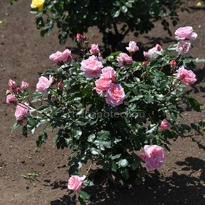 バラ シック｜ROSE Chic｜花の手帖のwebバラ図鑑