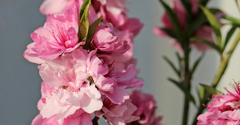 モモ (桃) - 【植物図鑑】 花の名前を調べる - hananani.com