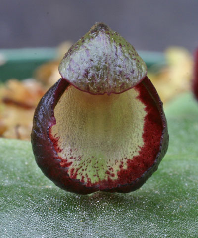 Corybas diemenicus コリバス・ディエメニカス（世界のラン科植物）