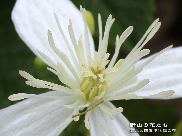センニンソウ - 野山の花たち 東北と関東甲信越の花