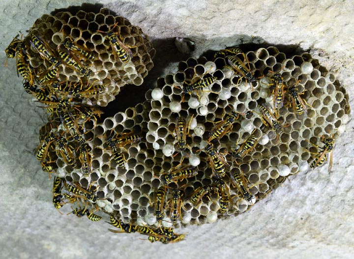 春日部市金崎】スズメバチの巣駆除 | 蜂の巣駆除・ハチ退治3,000円～20
