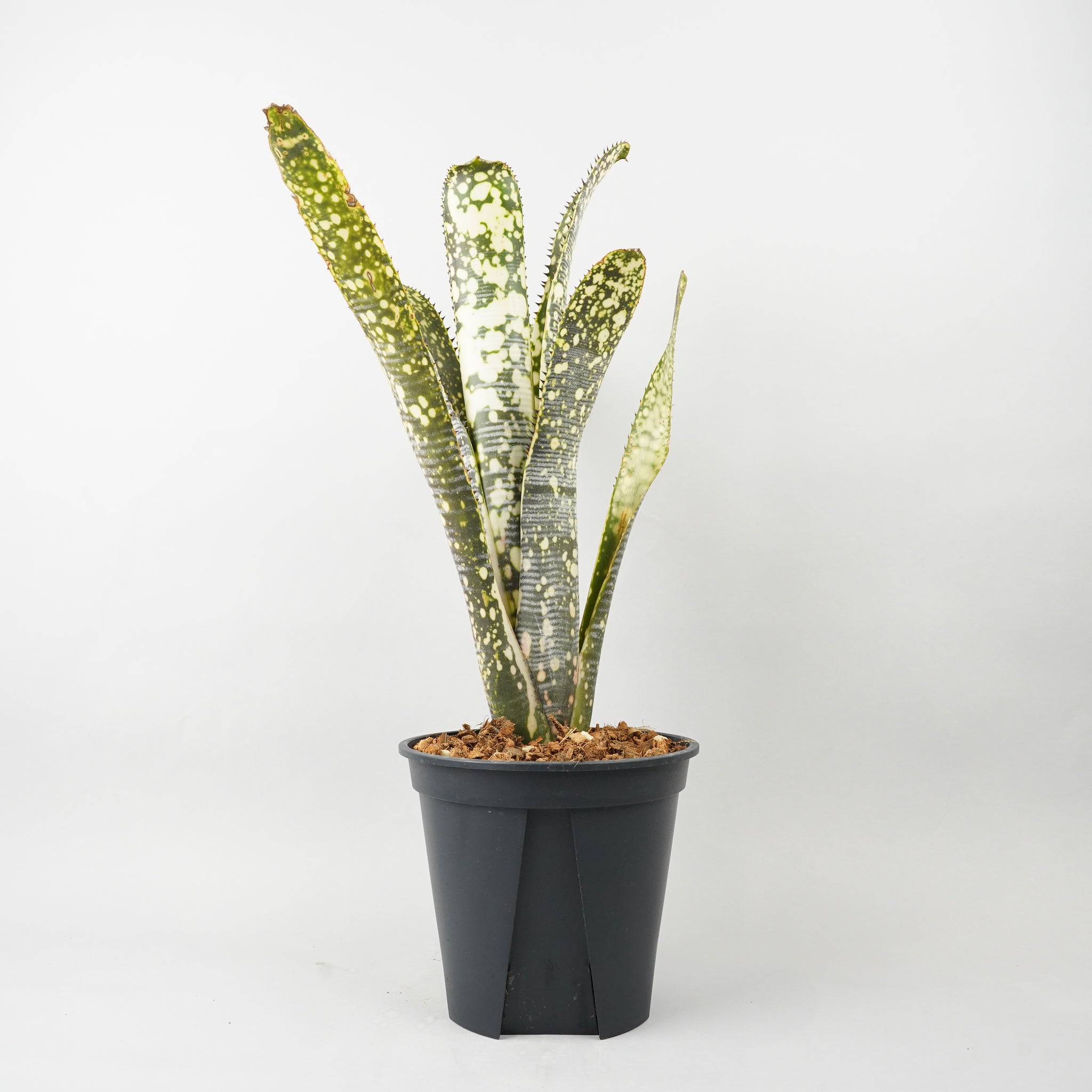 HACHI-8公式】ビルベルギア（Billbergia） -鉢と植物の専門店 HACHI-8
