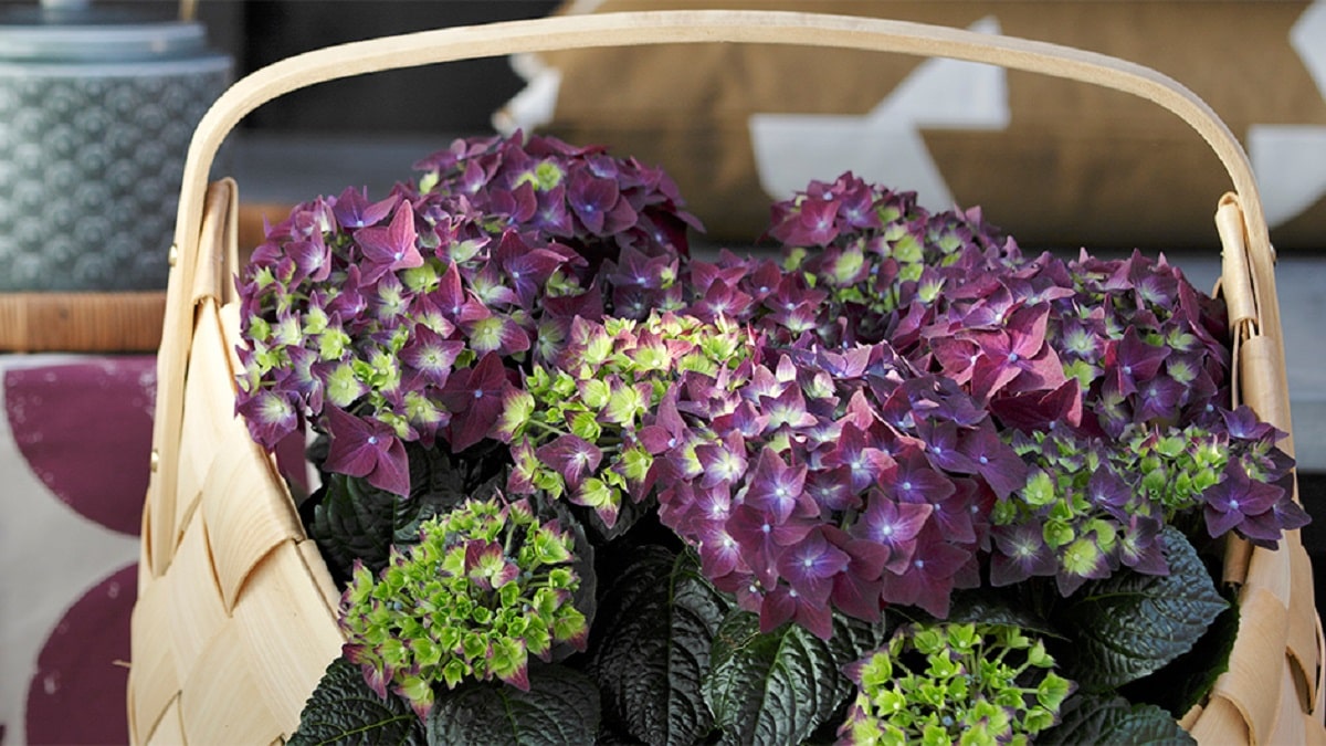ハイドランジア スクロール | 株式会社ハクサン｜花や植物、園芸資材を
