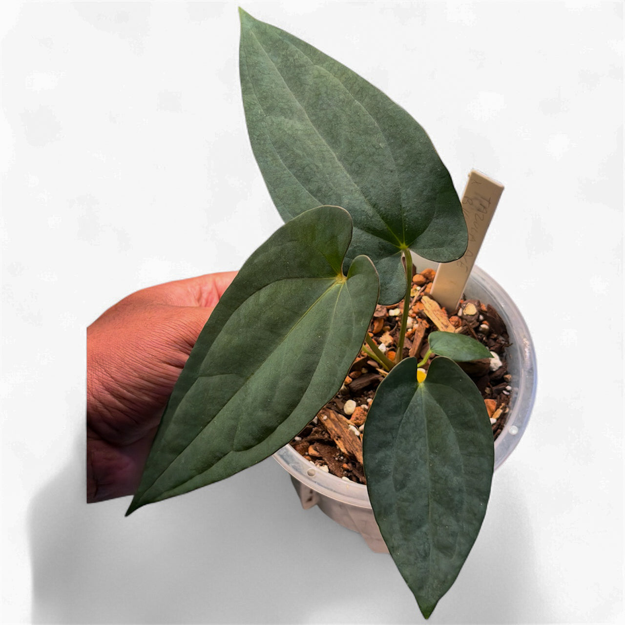 Anthurium Ace of Spades (Tezula) × BVEP – HappiestPlants