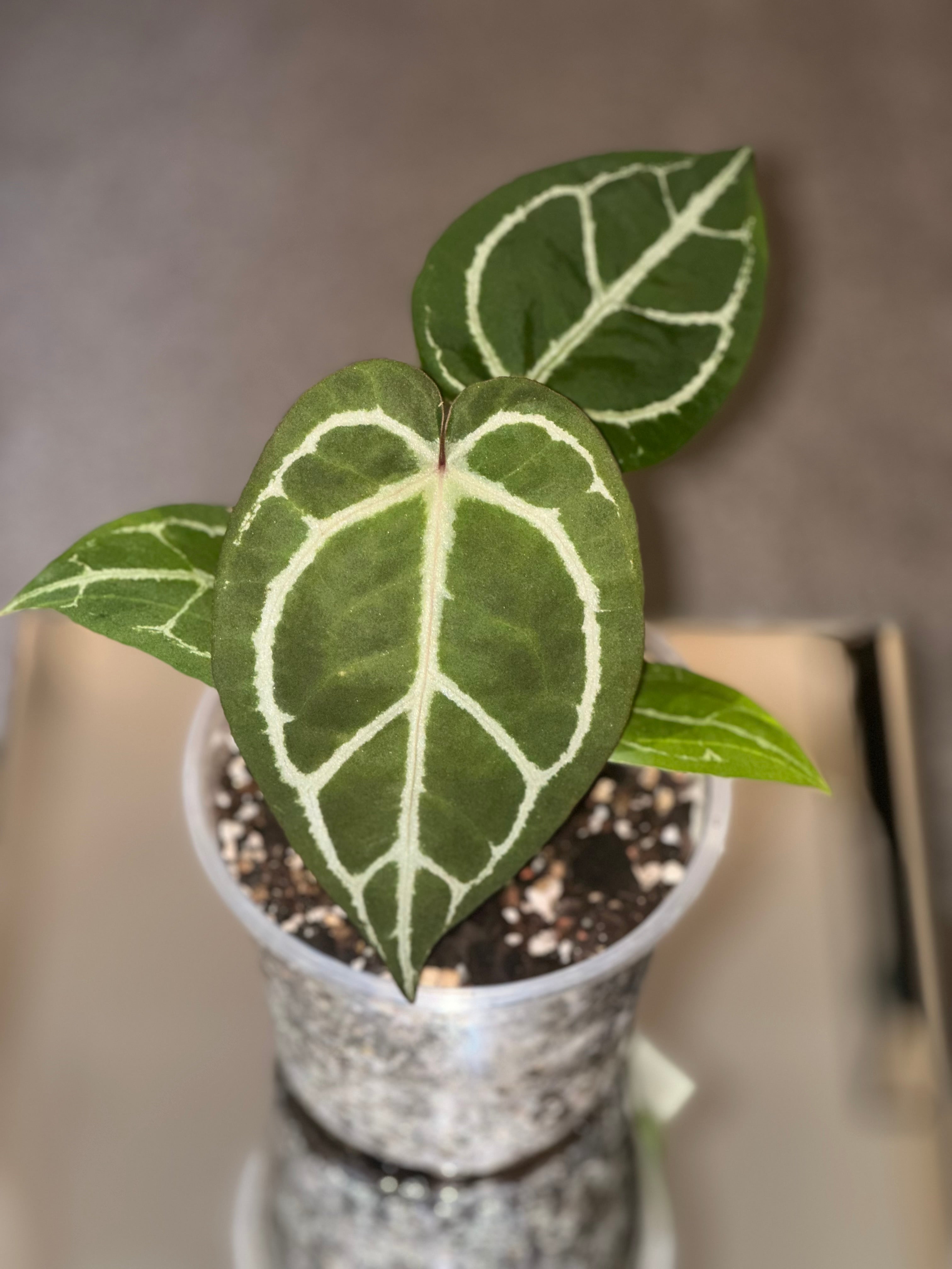 Anthurium DB F2 x Red Crystallinium – HappiestPlants