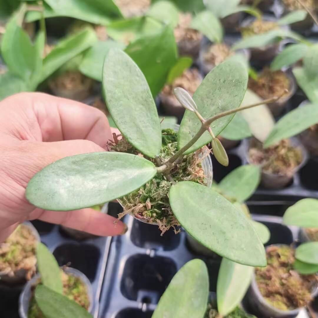 Rare) Hoya silver lady for sale - HappyForestStore