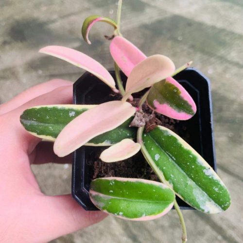 Hoya lyi prism Archives - HappyForestStore