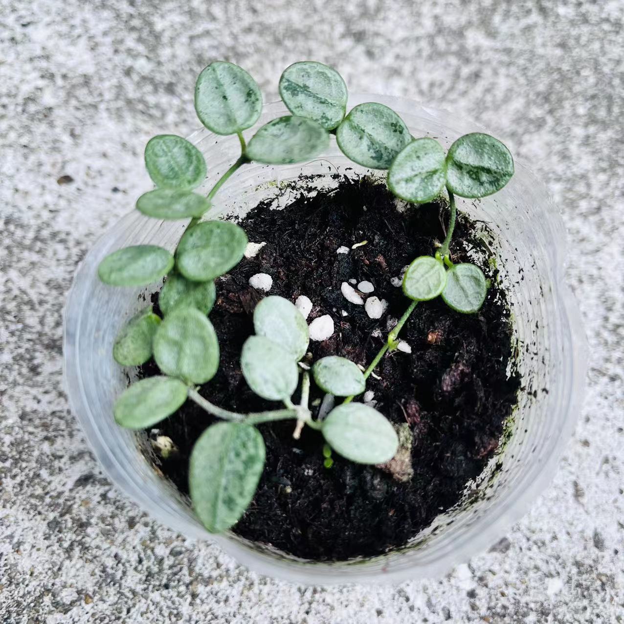 Rare) Hoya serpens silver for sale - HappyForestStore