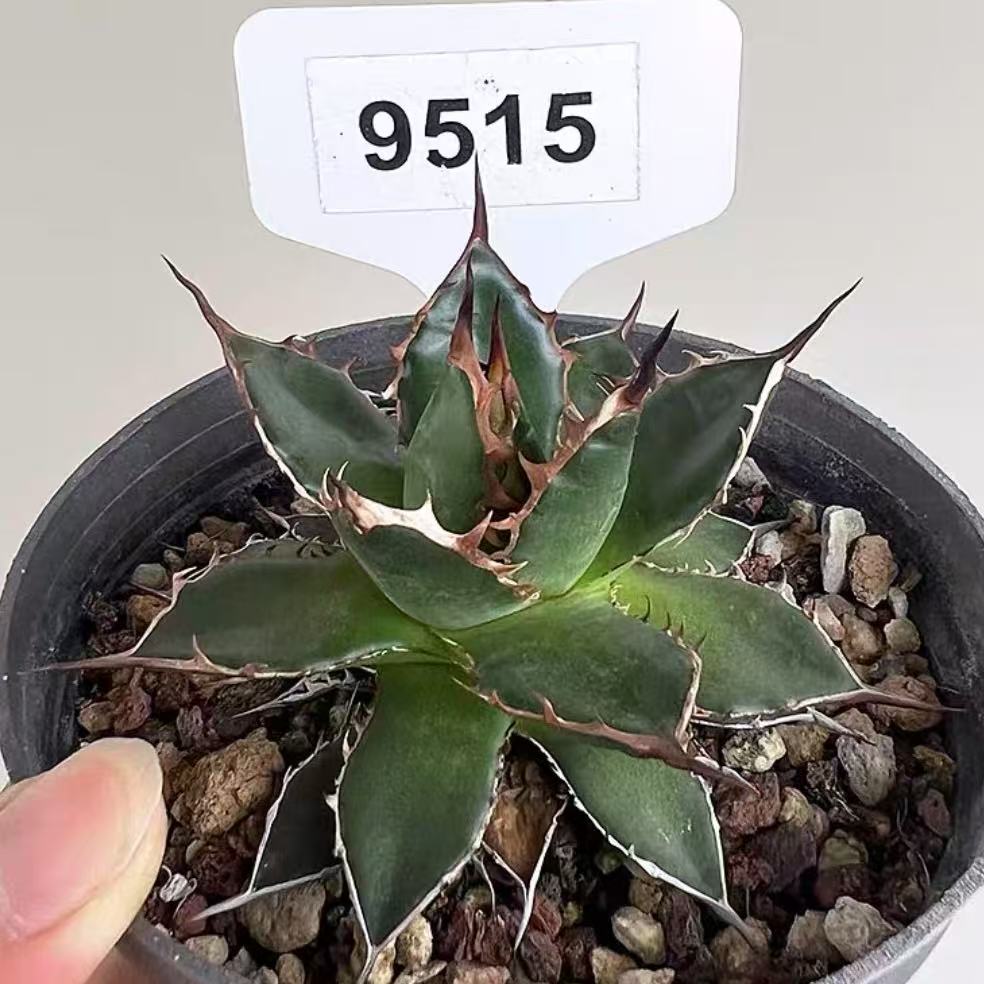 Agave horrida for sale - HappyForestStore