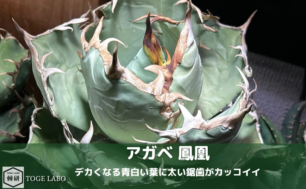 agave-phoenix-thick-spines-
