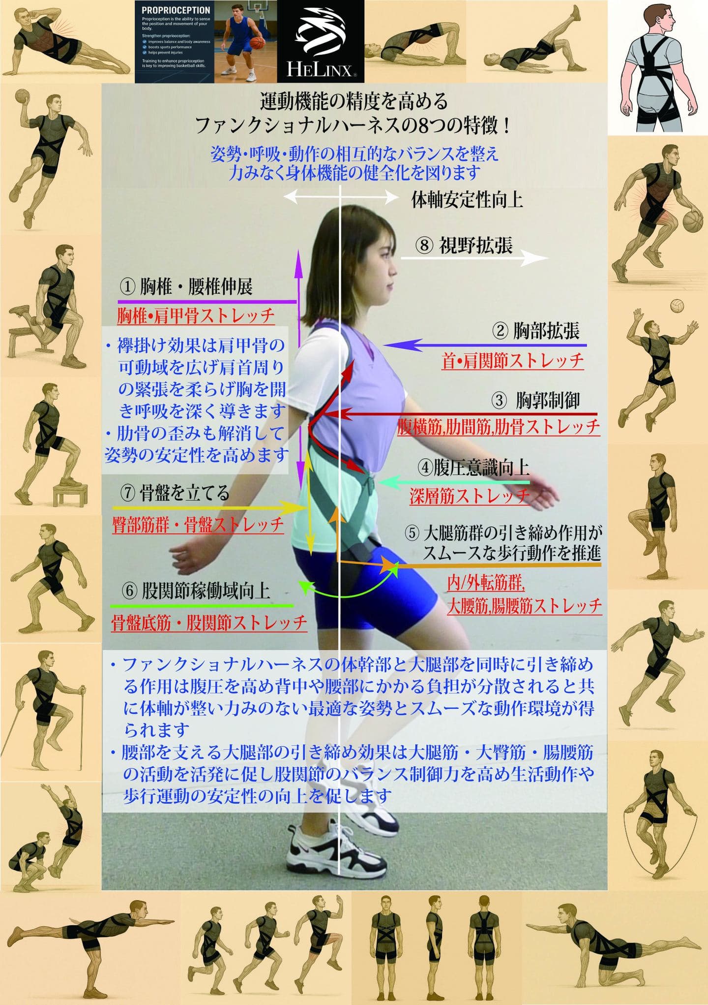 ファンクショナルハーネス