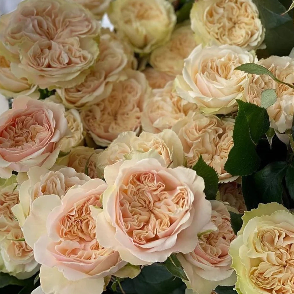 ベティ」 切り花品種バラ苗 VICTORIAN WEDDIN♡Rose Victorian Wedding