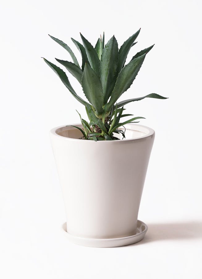 観葉植物 アオノリュウゼツラン 8号 アメリカーナ サブリナ 白 付き