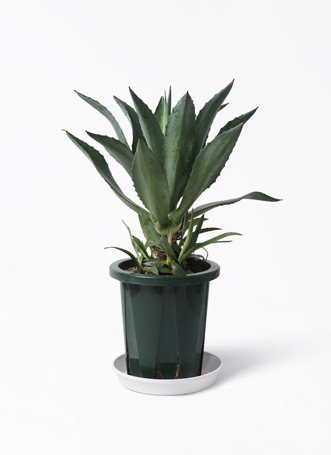アガベ 8号 | 観葉植物 | インテリアやギフトに - Hitohana（ひとはな）