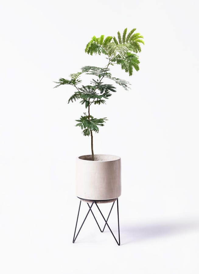 エバーフレッシュ 7号 | 観葉植物の通販ならHitoHana（ひとはな）