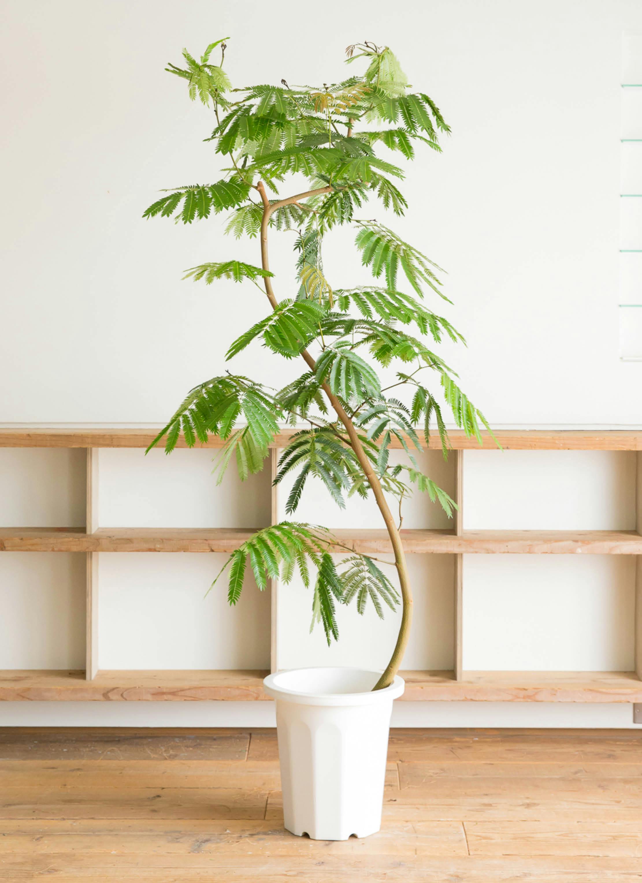 観葉植物 エバーフレッシュ 10号 曲り リブバスケットNatural 付き
