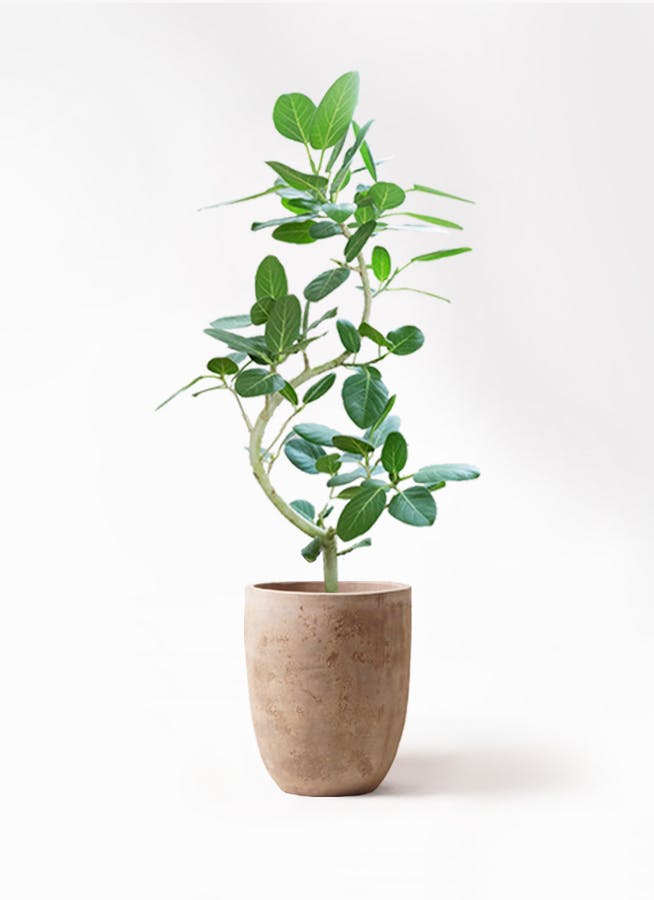 フィカス ベンガレンシス | 観葉植物の通販ならHitoHana