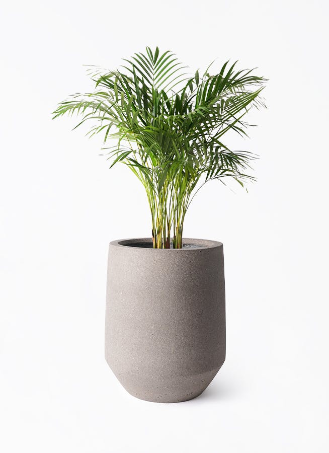 アレカヤシ 8号 | 観葉植物 | インテリアやギフトに - Hitohana（ひと