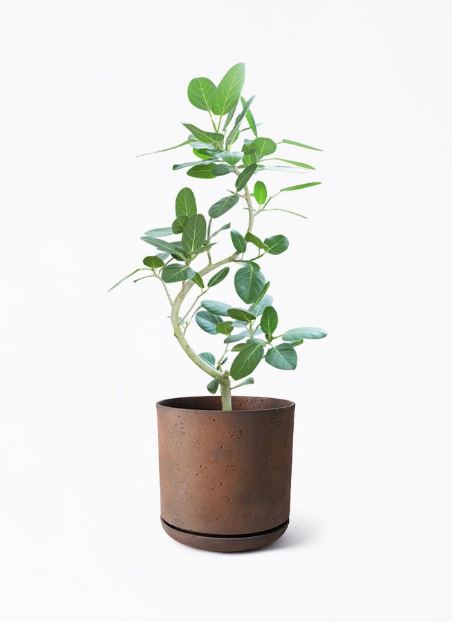 観葉植物 フィカス ベンガレンシス 8号 曲り ライム ドゥオ ユーポット