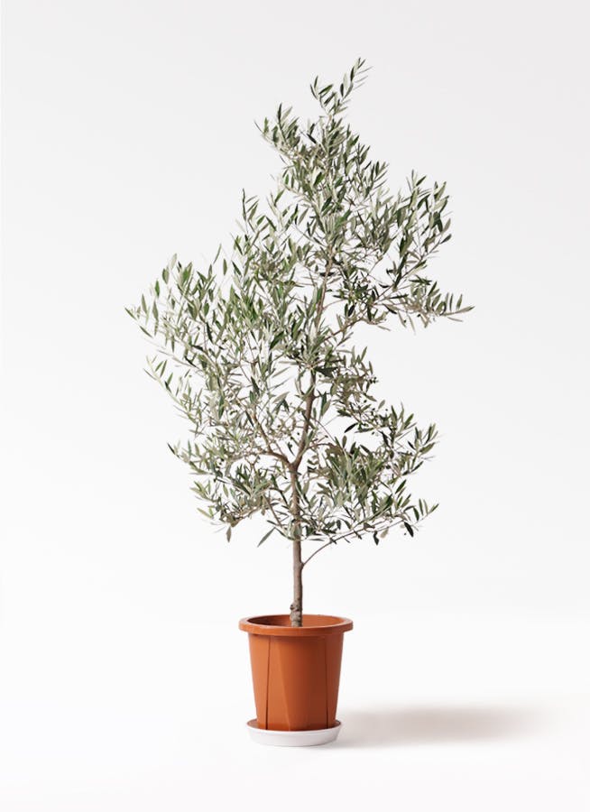 オリーブの木 ピクアル | 観葉植物 | 送料無料でお届け - Hitohana