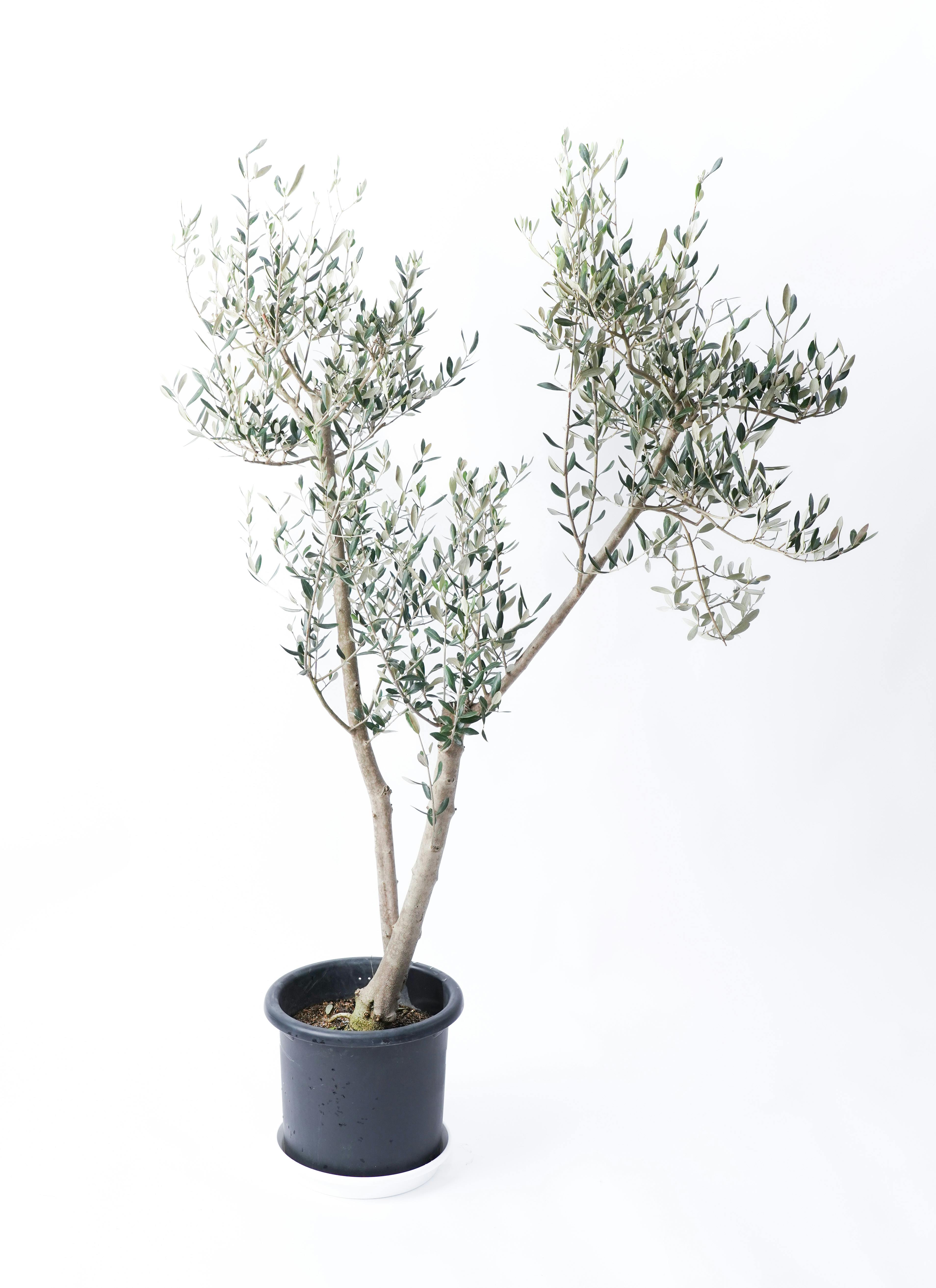 観葉植物 オリーブ 10号 ミッション 竹バスケット 付き | 観葉植物なら
