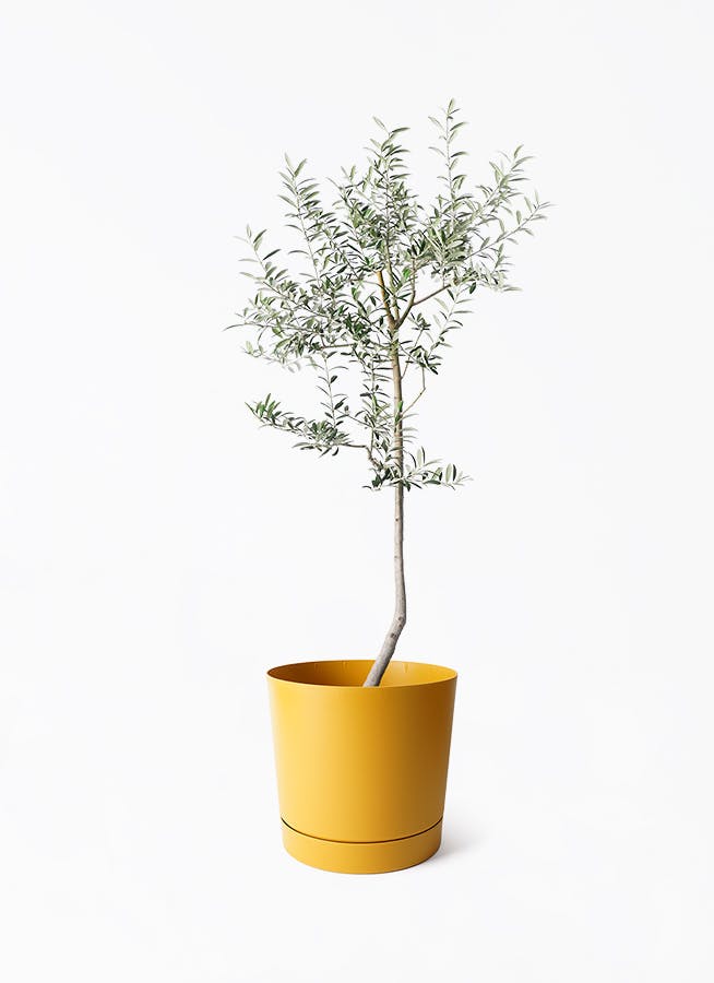 オリーブの木 ルッカ | 観葉植物 | 送料無料でお届け - Hitohana（ひと