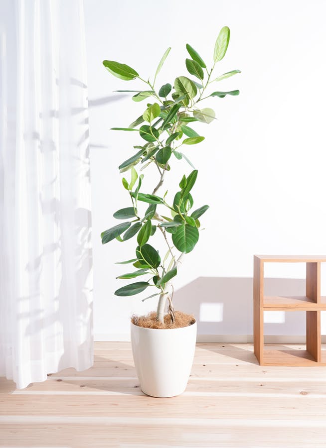 観葉植物 フィカス ベンガレンシス 8号 曲り ラスターポット 付き