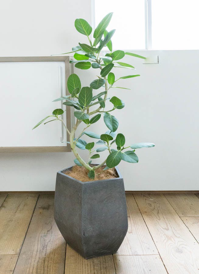 観葉植物 フィカス ベンガレンシス 8号 曲り ファイバークレイGray