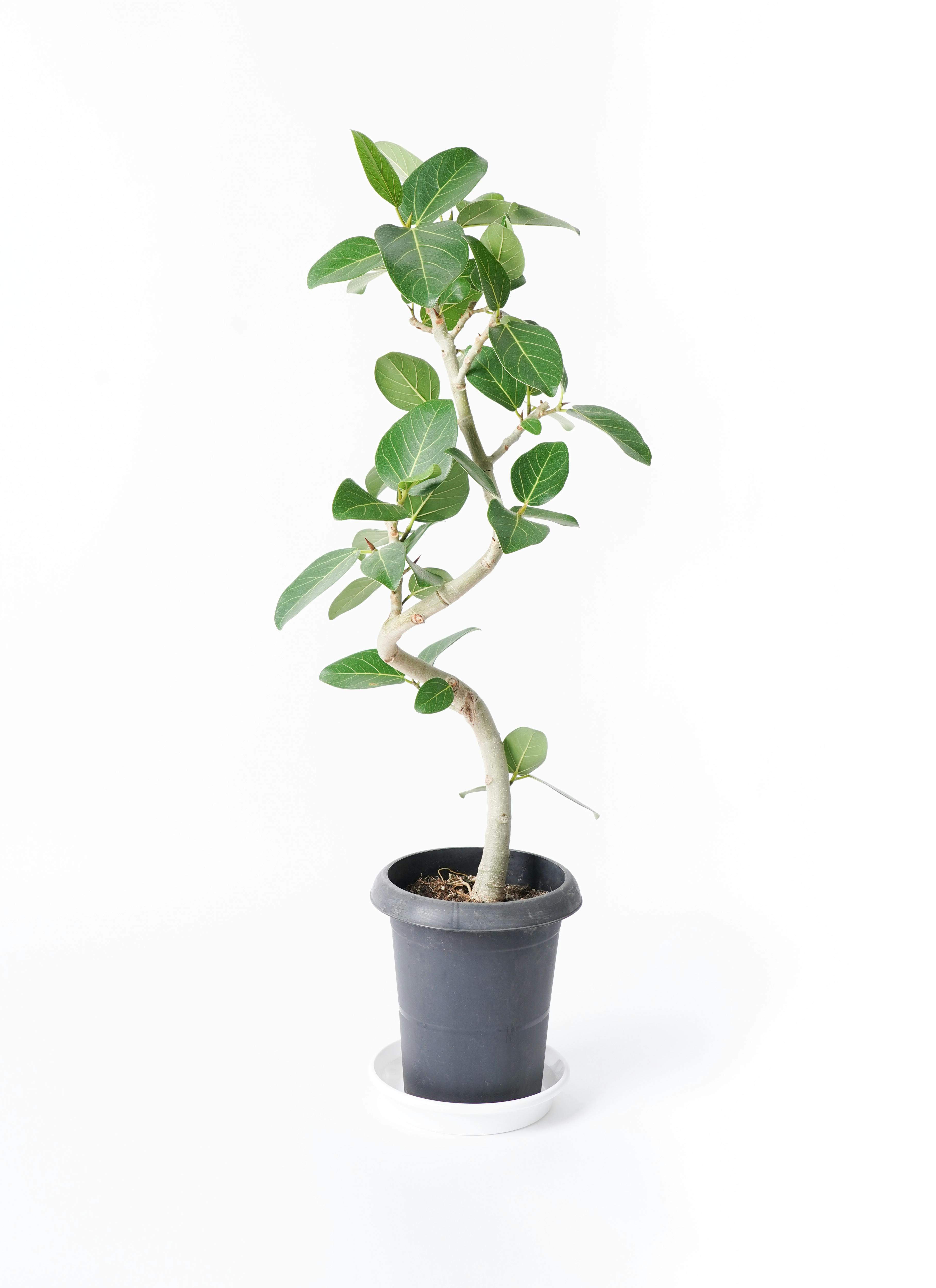 観葉植物 フィカス ベンガレンシス 6号 曲り プラスチック鉢 | 観葉
