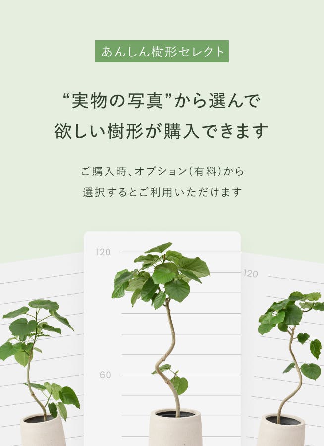 観葉植物 エバーフレッシュ 10号 ボサ造り プラスチック鉢 | 観葉植物