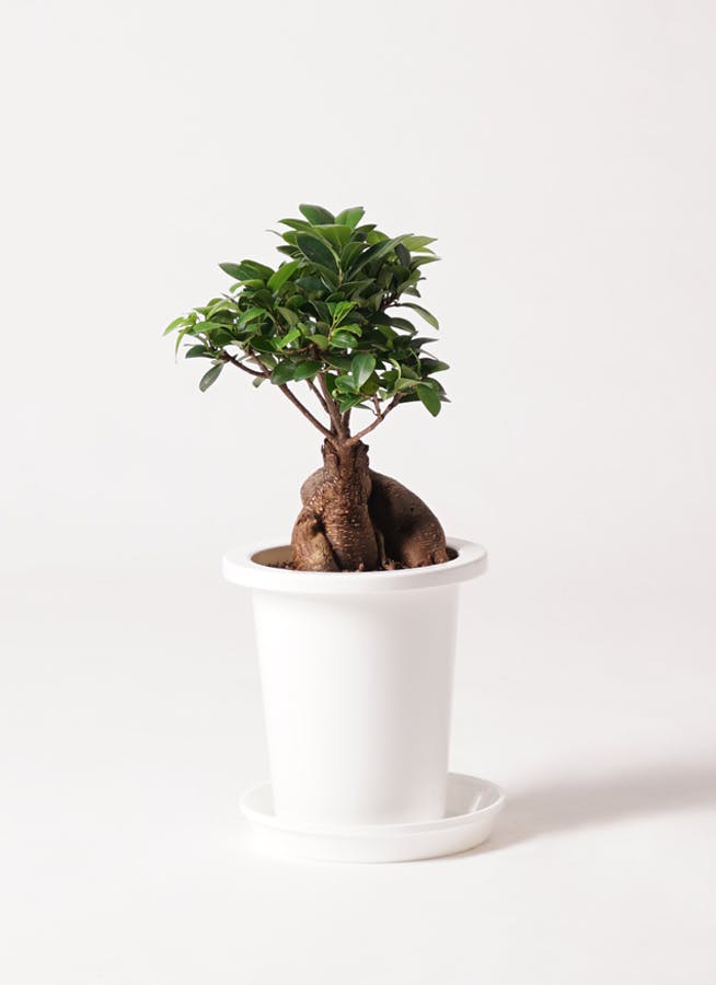 観葉植物 ガジュマル 6号 ラスターポット 付き | 観葉植物ならHitoHana
