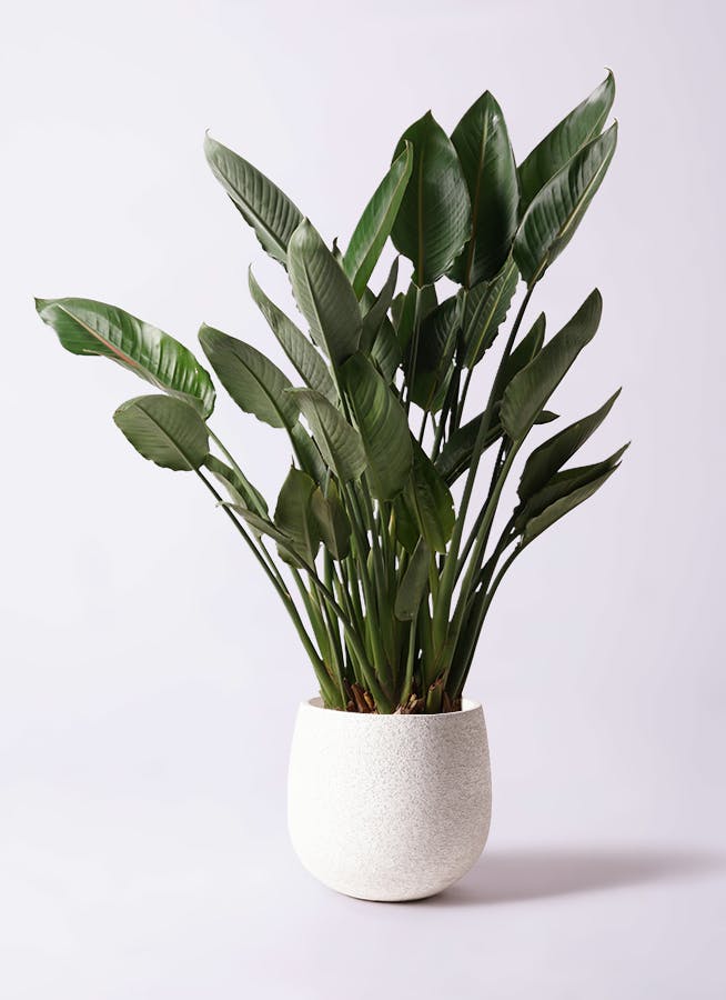 観葉植物 ストレリチア (ストレチア) レギネ 10号 エコストーンwhite