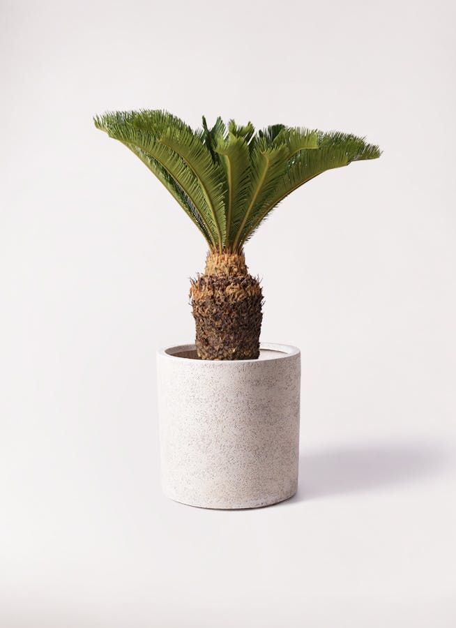ソテツ 10号 | 観葉植物 | インテリアやギフトに - Hitohana（ひとはな）