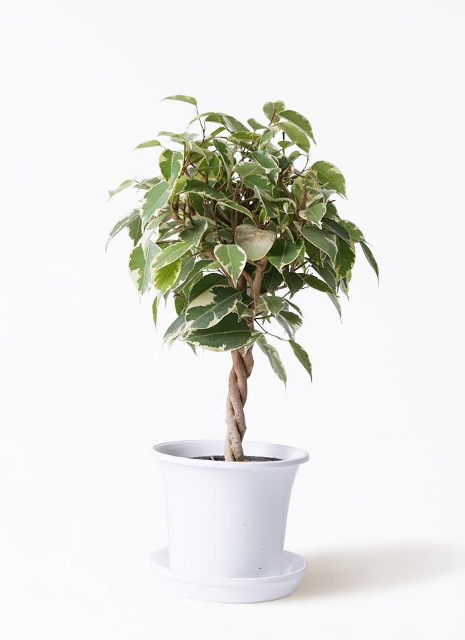 観葉植物 フィカス ベンジャミン 4号 プリンセス ラーケルシリンダー