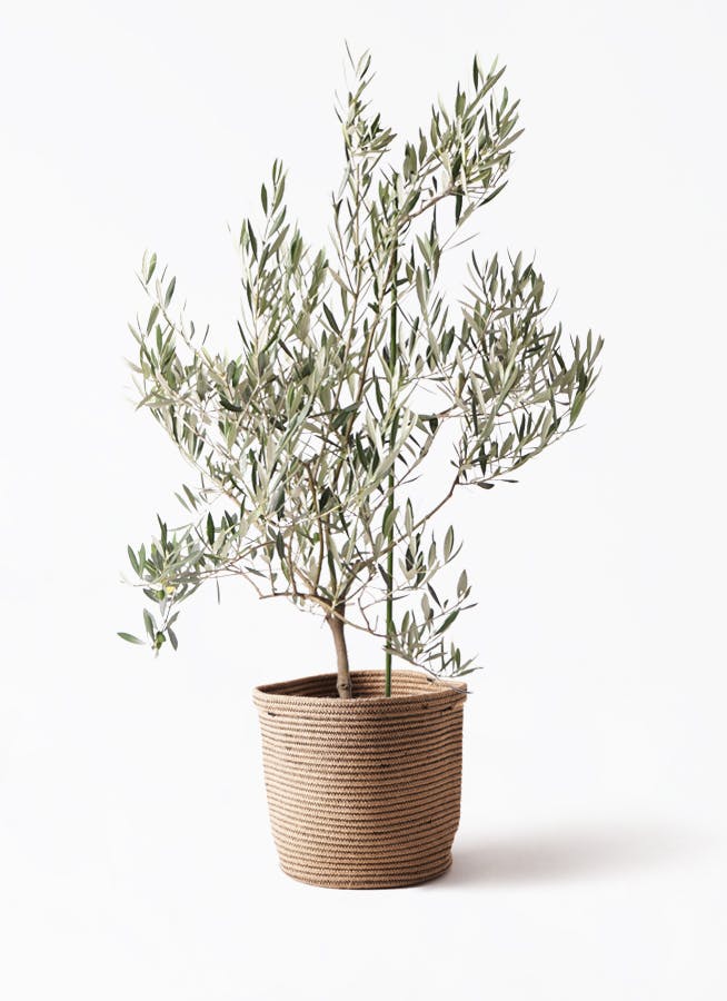 観葉植物 オリーブの木 8号 オヒブランカ リブバスケットNatural 付き