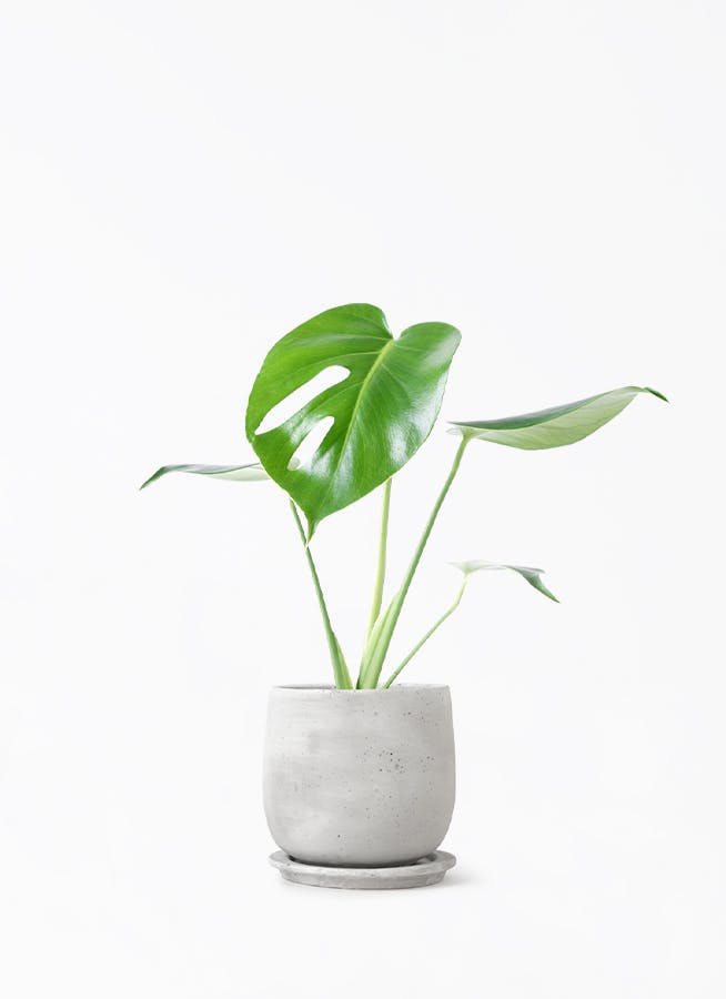 monstera-497_1.jpg
