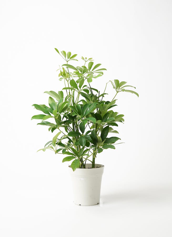 観葉植物 カポック（シェフレラ） 5号 ノーマル ラスターポット 付き