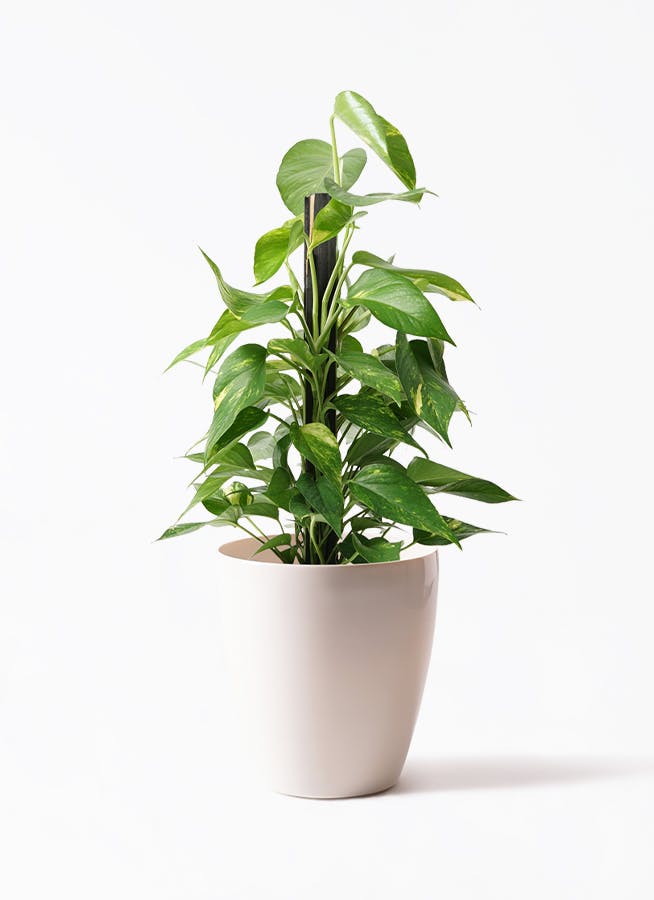 観葉植物 ポトス 6号 ラスターポット 付き | 観葉植物ならHitoHana