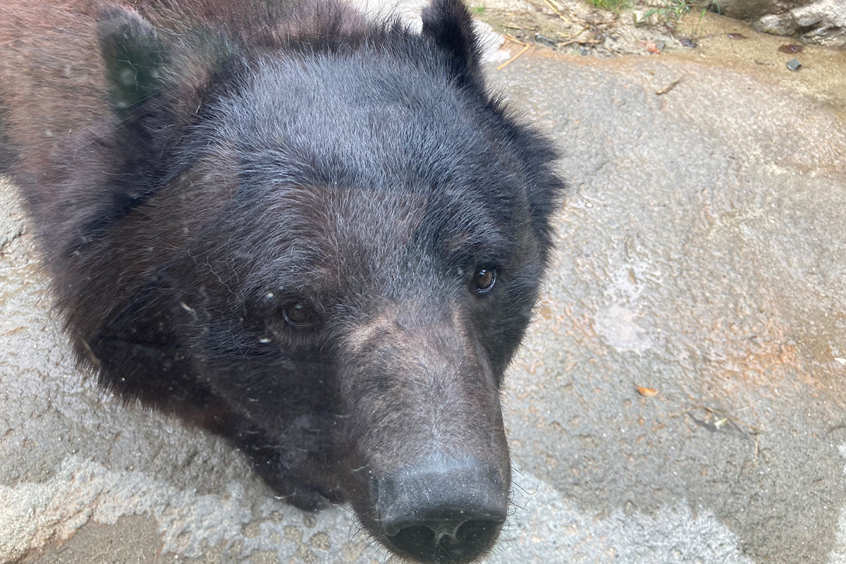 ツキノワグマ（ニホンツキノワグマ） - 平川動物公園公式サイト
