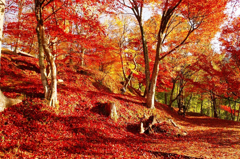 11/23・24 最上山もみじ祭りに出店｜最上山公園もみじ山