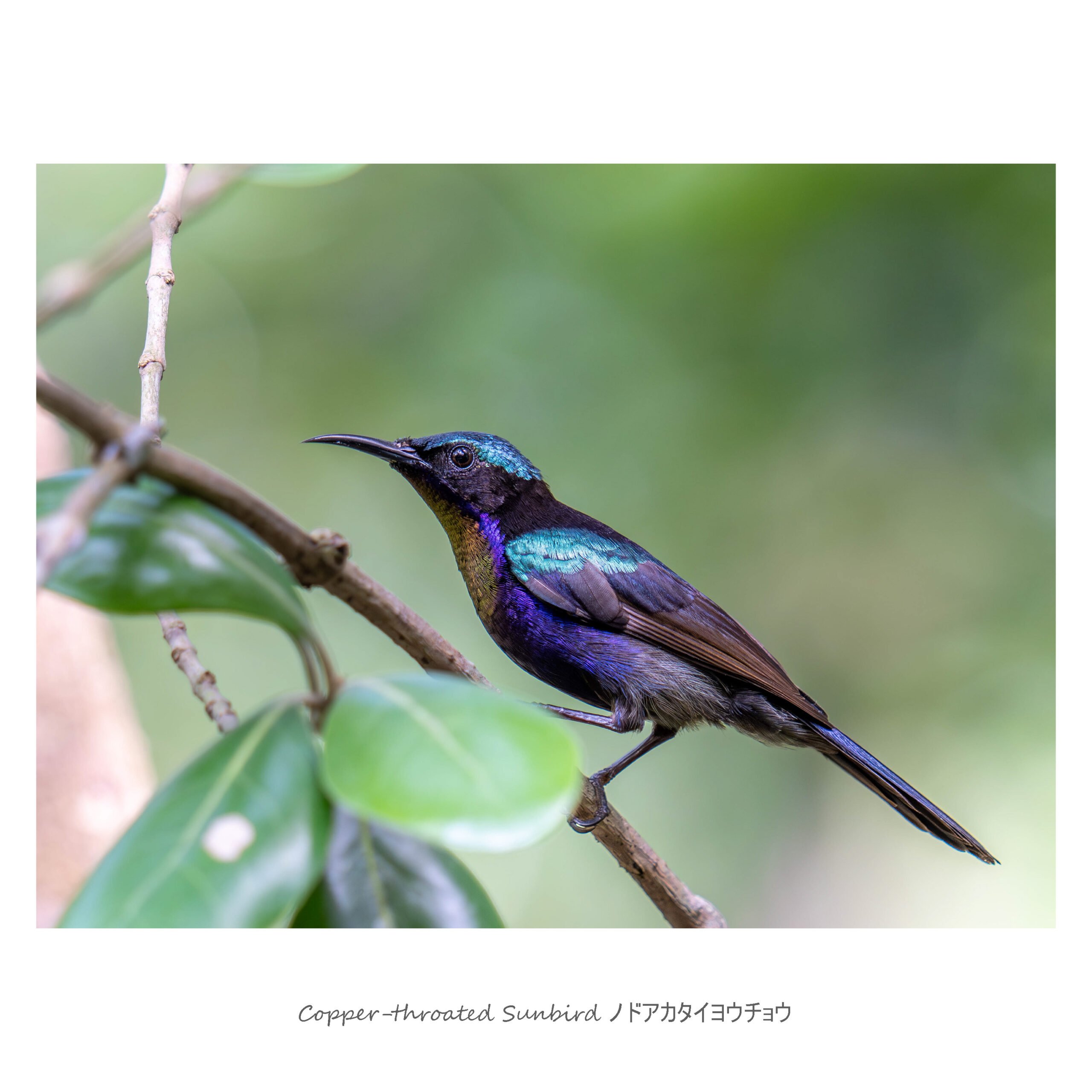 シンガポールで見れる鳥】Copper-throated Sunbirdノドアカタイヨウ