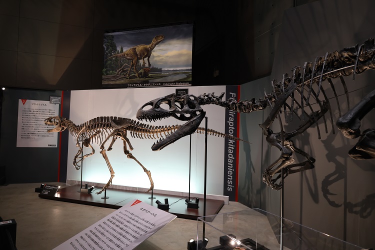 福井県立恐竜博物館 特別展 『獣脚類2025』｜展示の見どころ＆限定