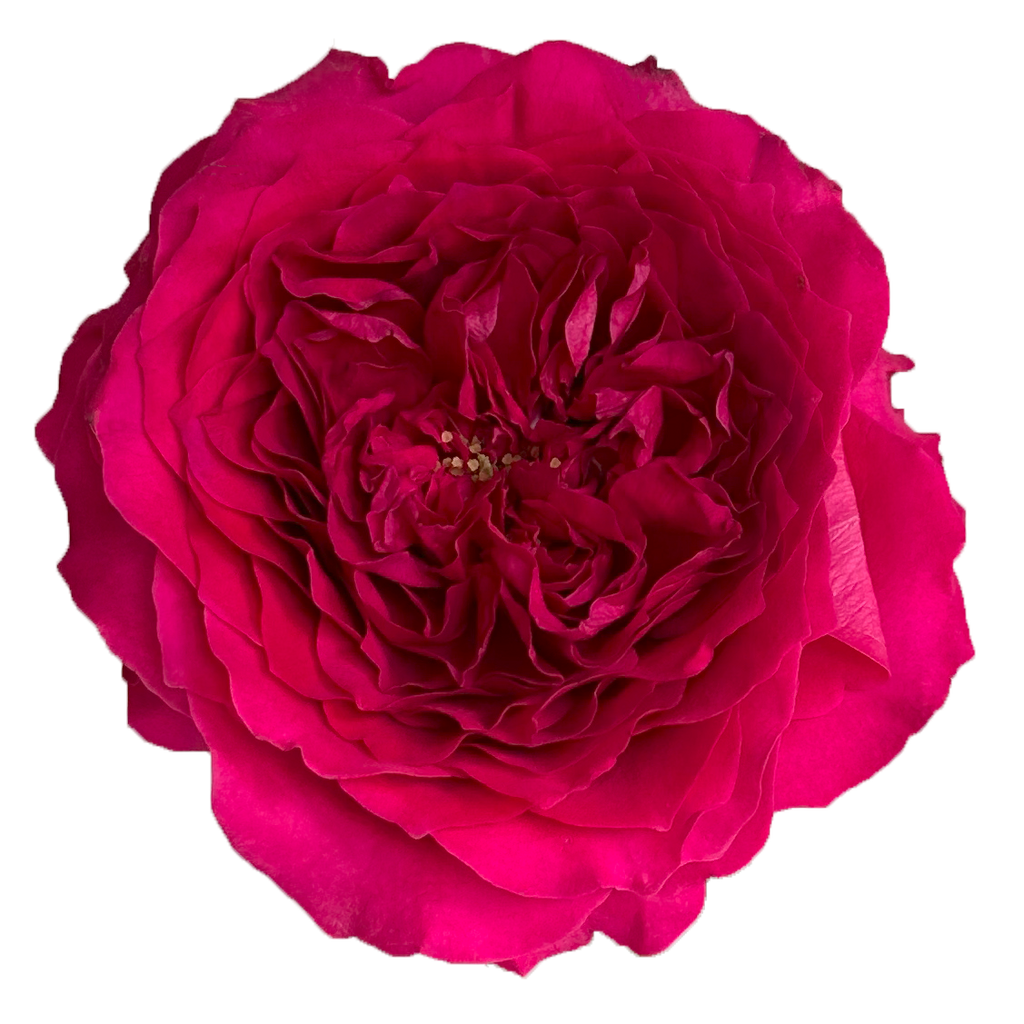 Hettie David Austin Garden Rose | Hope Flower Farm