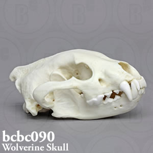 クズリ頭蓋骨模型 bcbc090｜動物骨格模型