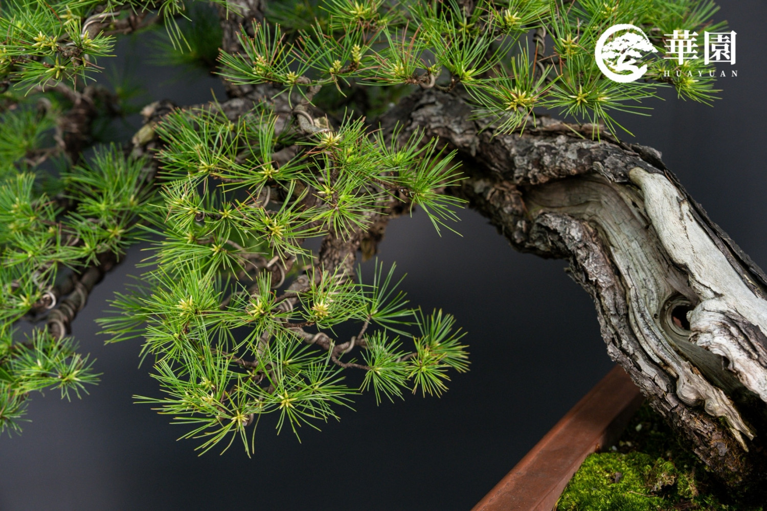 台灣五葉松(Taiwan Five-needle Pine) 盆栽｜台灣原生種、適應力強、荒